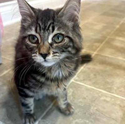 Enlarge Cinder, a ADOPTABLE Domestic Short Hair in Mississauga, ON image 5/6