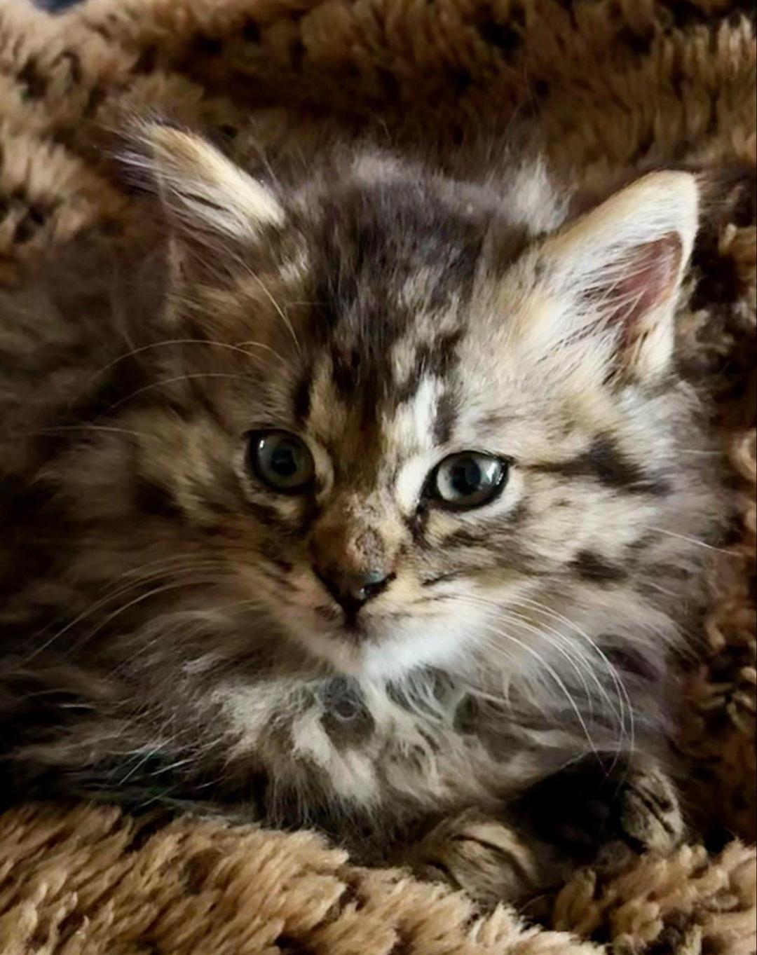 Enlarge RUSSELL, a ADOPTABLE mixed breed in Escalon, CA image 1/4