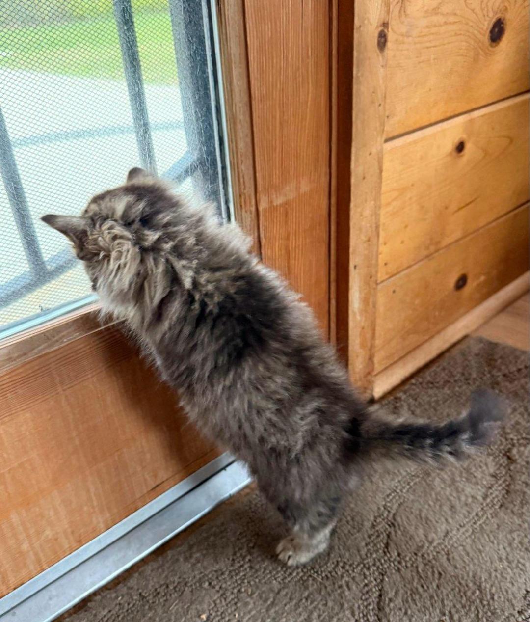 Enlarge RUSSELL, a ADOPTABLE mixed breed in Escalon, CA image 3/4