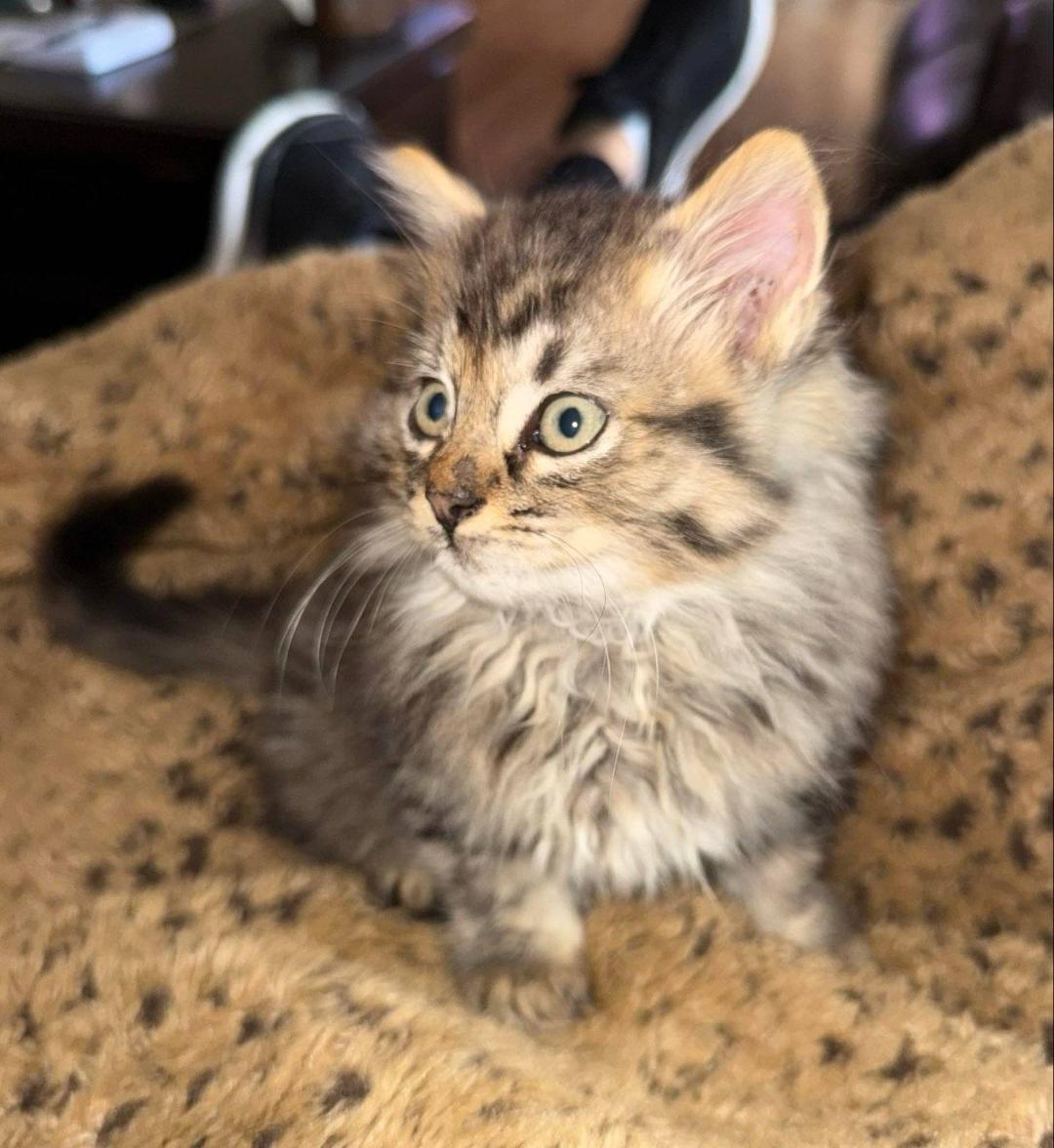 Enlarge RUSSELL, a ADOPTABLE mixed breed in Escalon, CA image 4/4