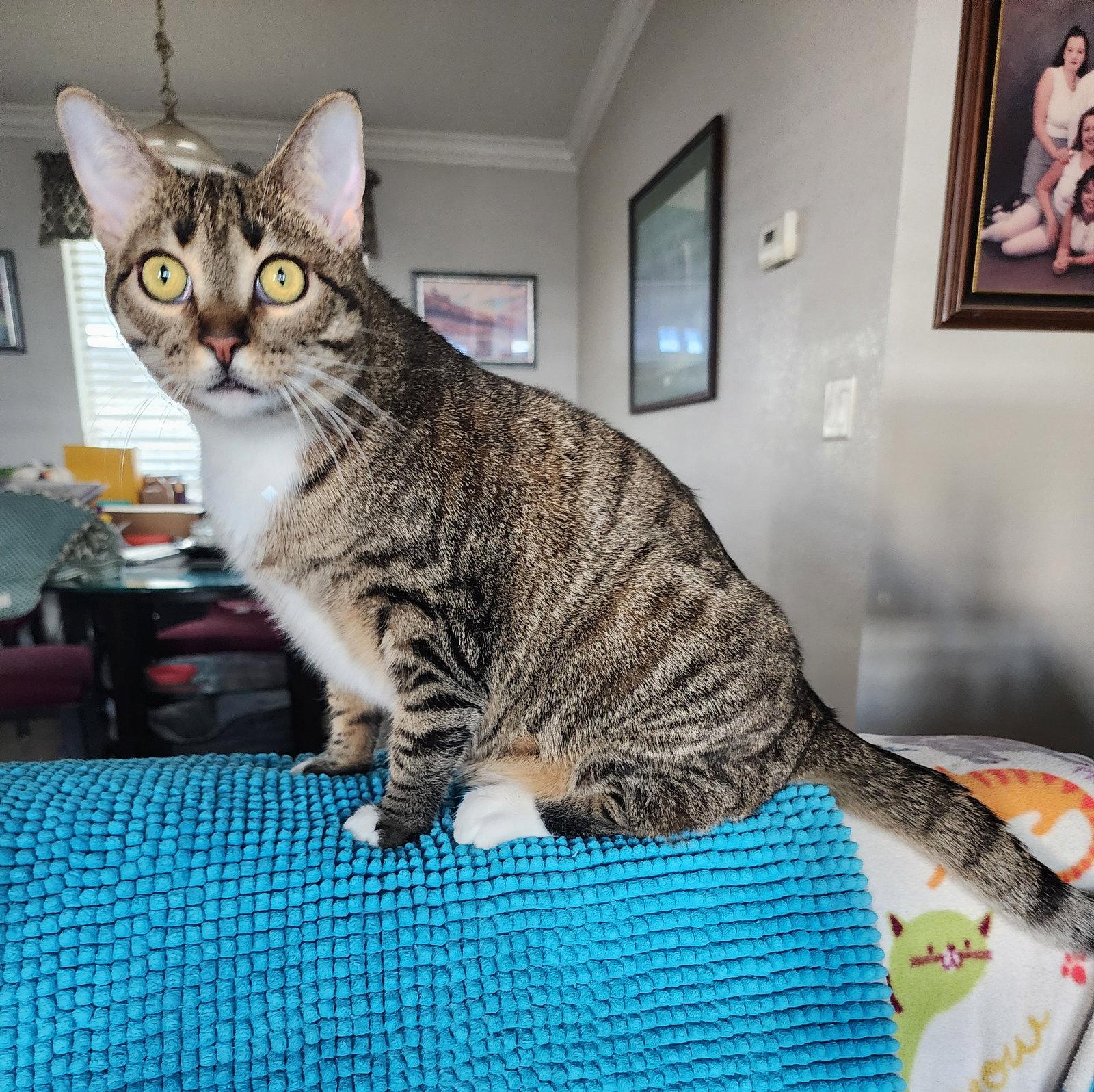 Alyonka, a Adoptable Domestic Short Hair in Mission Viejo, CA image 1/3
