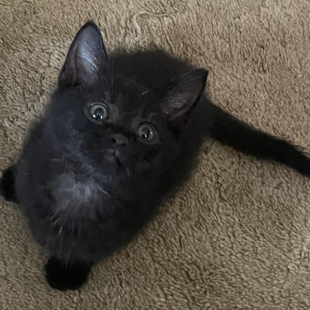 Enlarge Pepper, a ADOPTABLE Domestic Short Hair in Avon, NY image 1/1