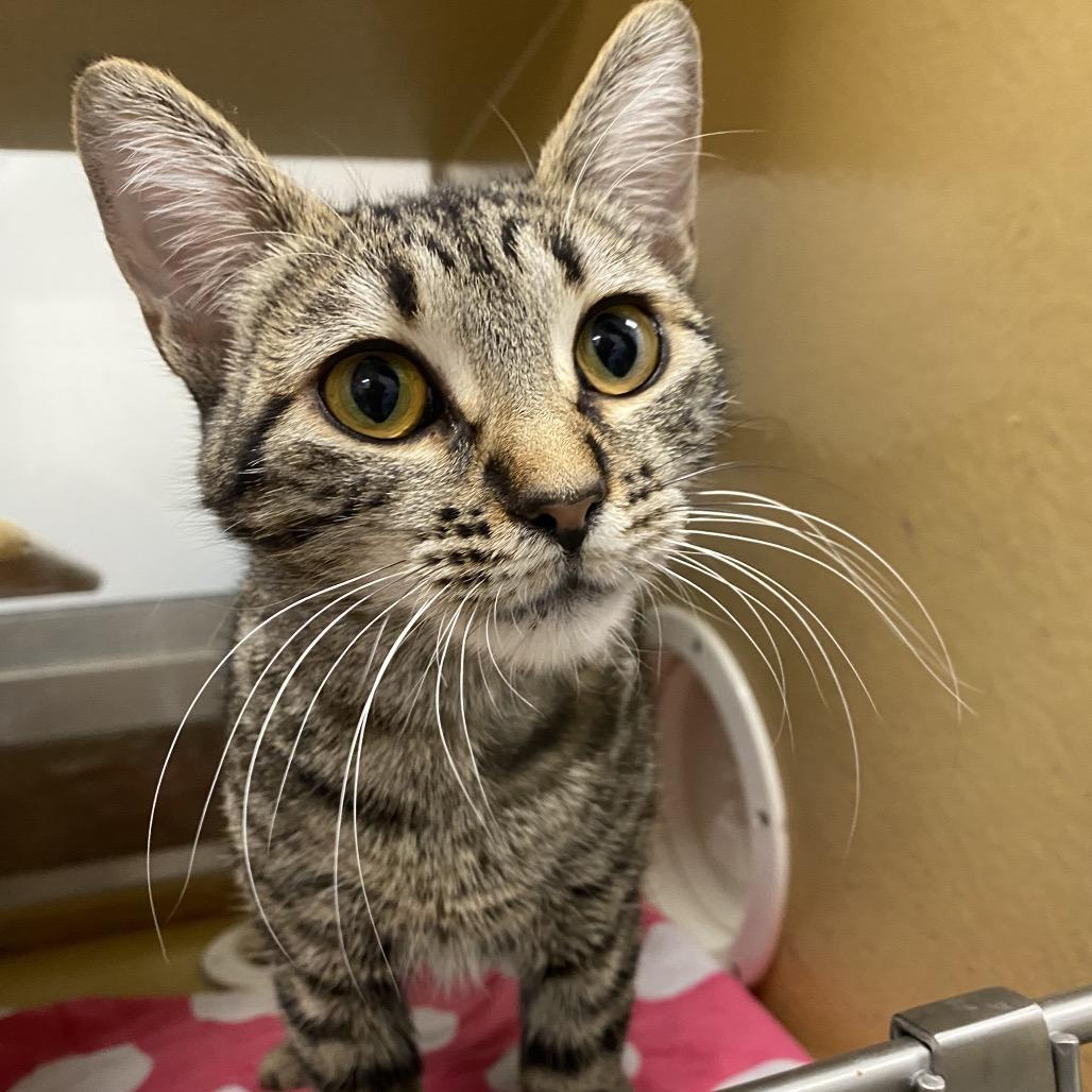 Farrah, Adoptable, Young Female Domestic Short Hair.