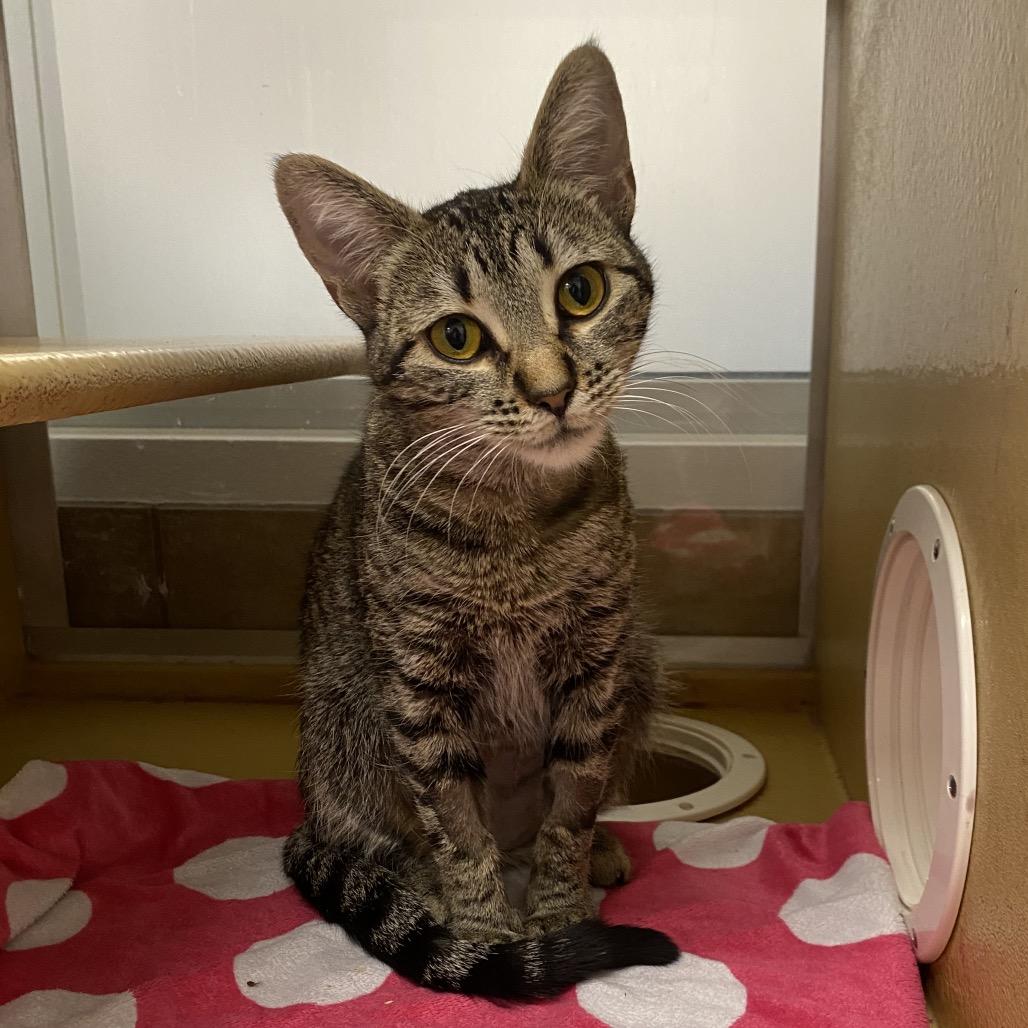 Enlarge Farrah, a Adoptable Domestic Short Hair in Spokane, WA image 2/6