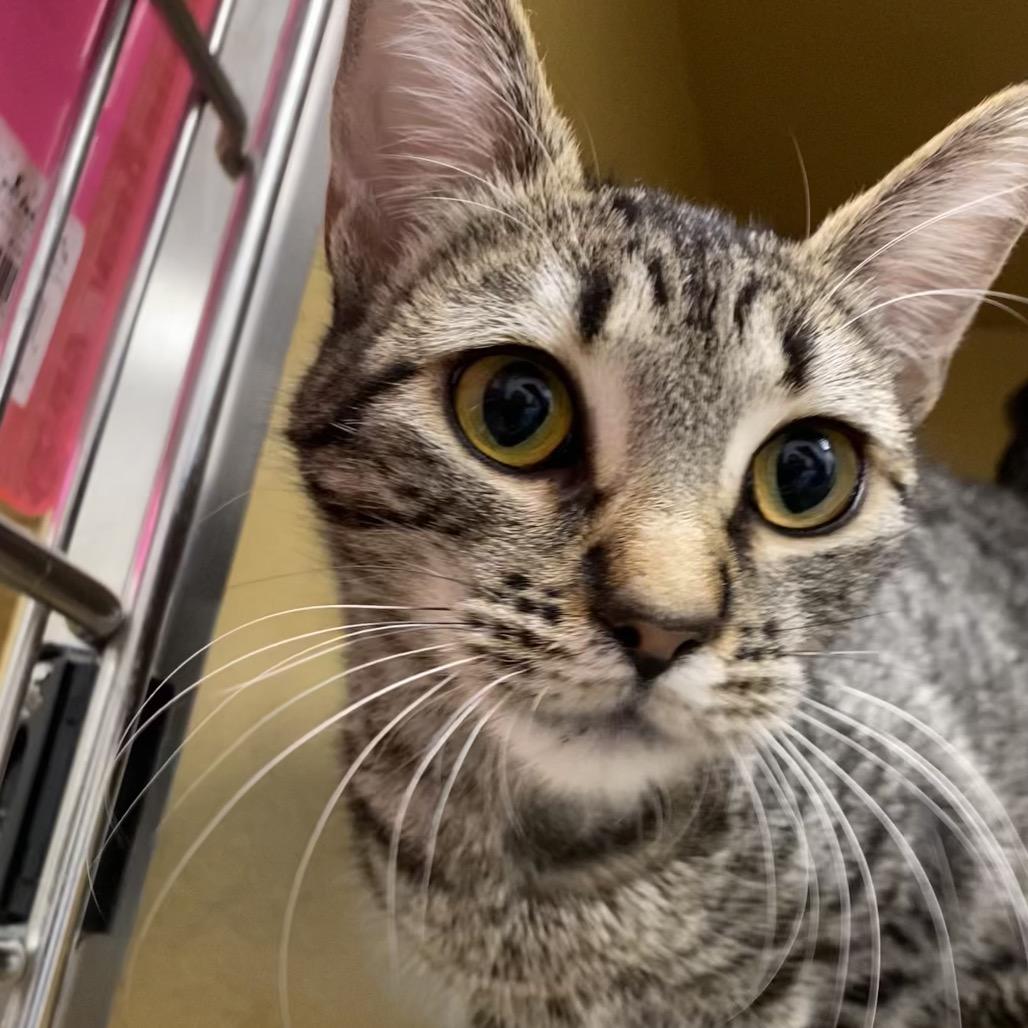 Enlarge Farrah, a Adoptable Domestic Short Hair in Spokane, WA image 3/6