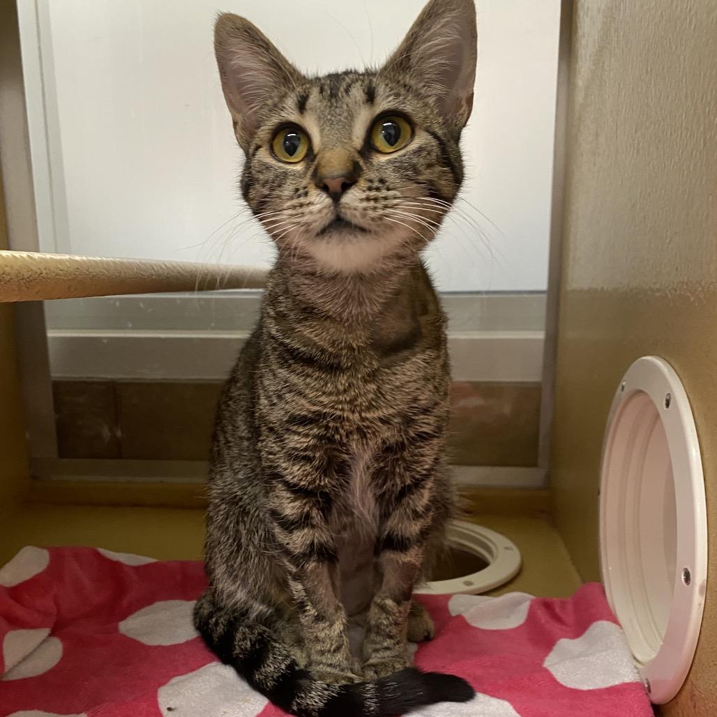 Enlarge Farrah, a Adoptable Domestic Short Hair in Spokane, WA image 4/6