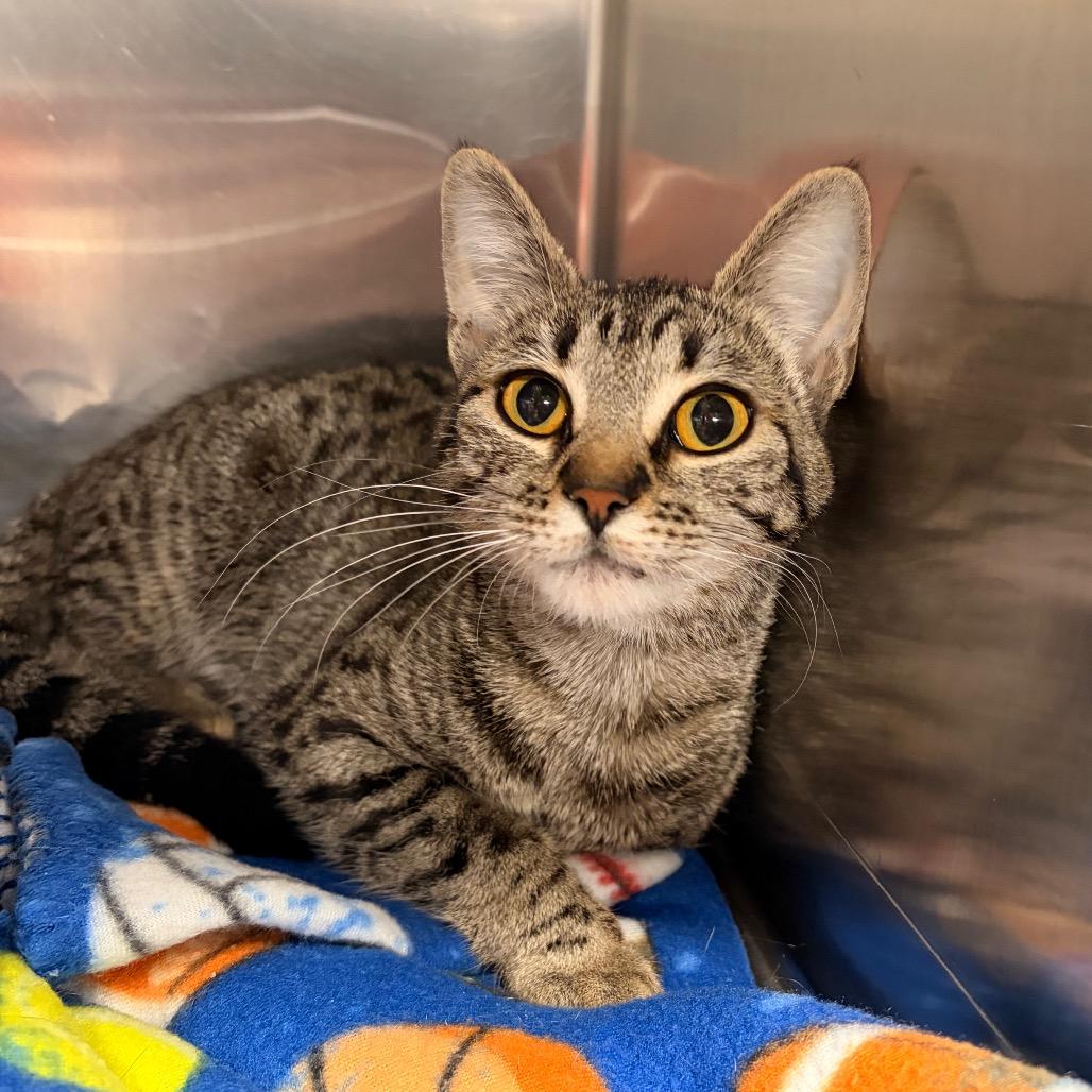 Enlarge Farrah, a Adoptable Domestic Short Hair in Spokane, WA image 5/6