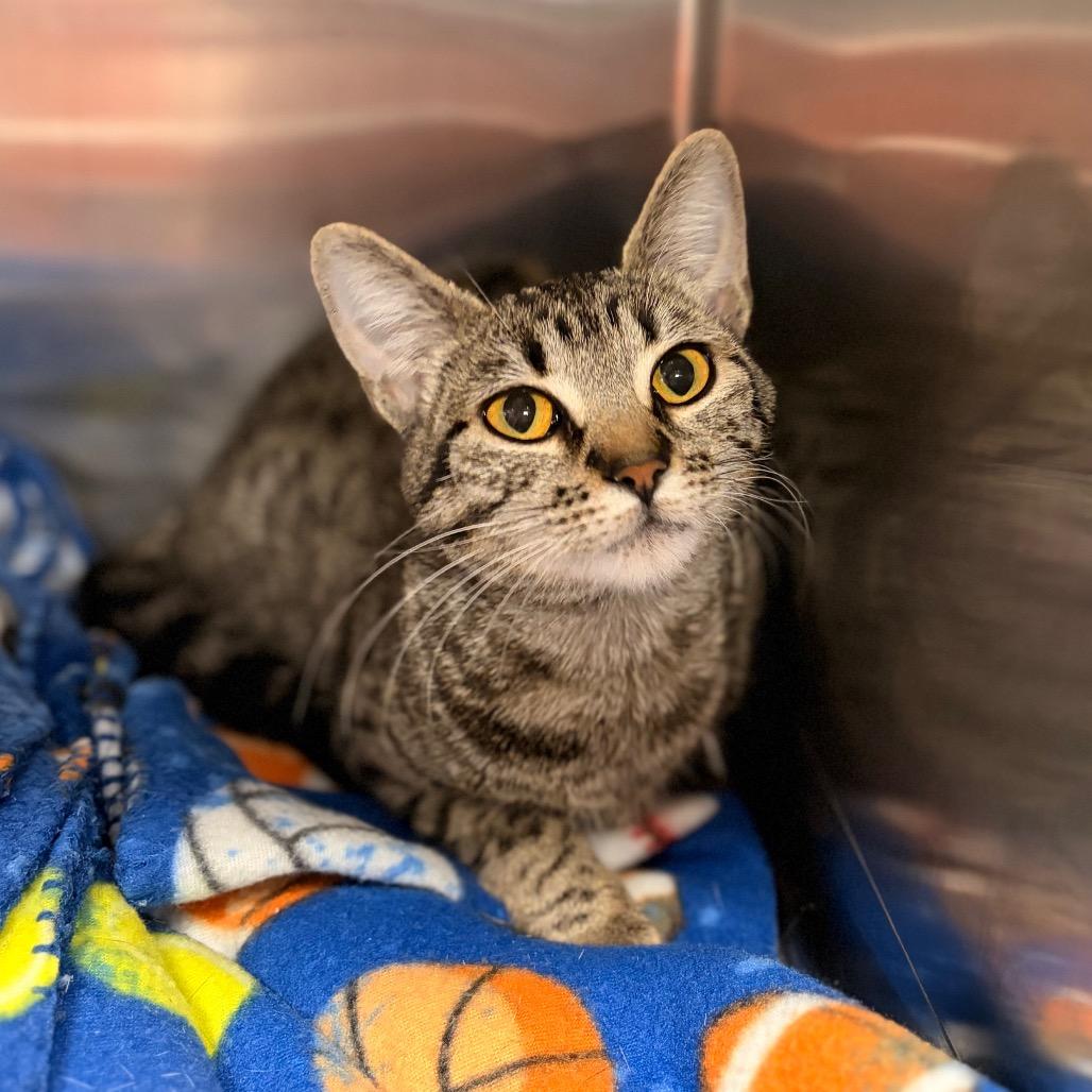 Enlarge Farrah, a Adoptable Domestic Short Hair in Spokane, WA image 6/6