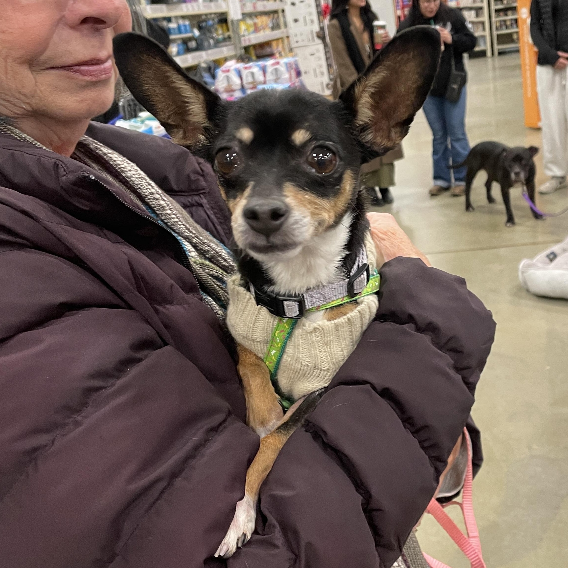 Piper, ADOPTABLE, Senior Female Miniature Pinscher & Chihuahua.