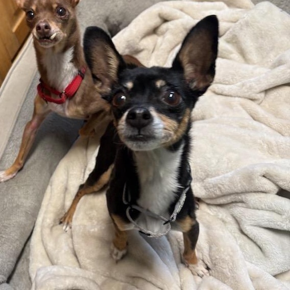 Piper, a ADOPTABLE mixed breed in Warren, NJ image 2/3