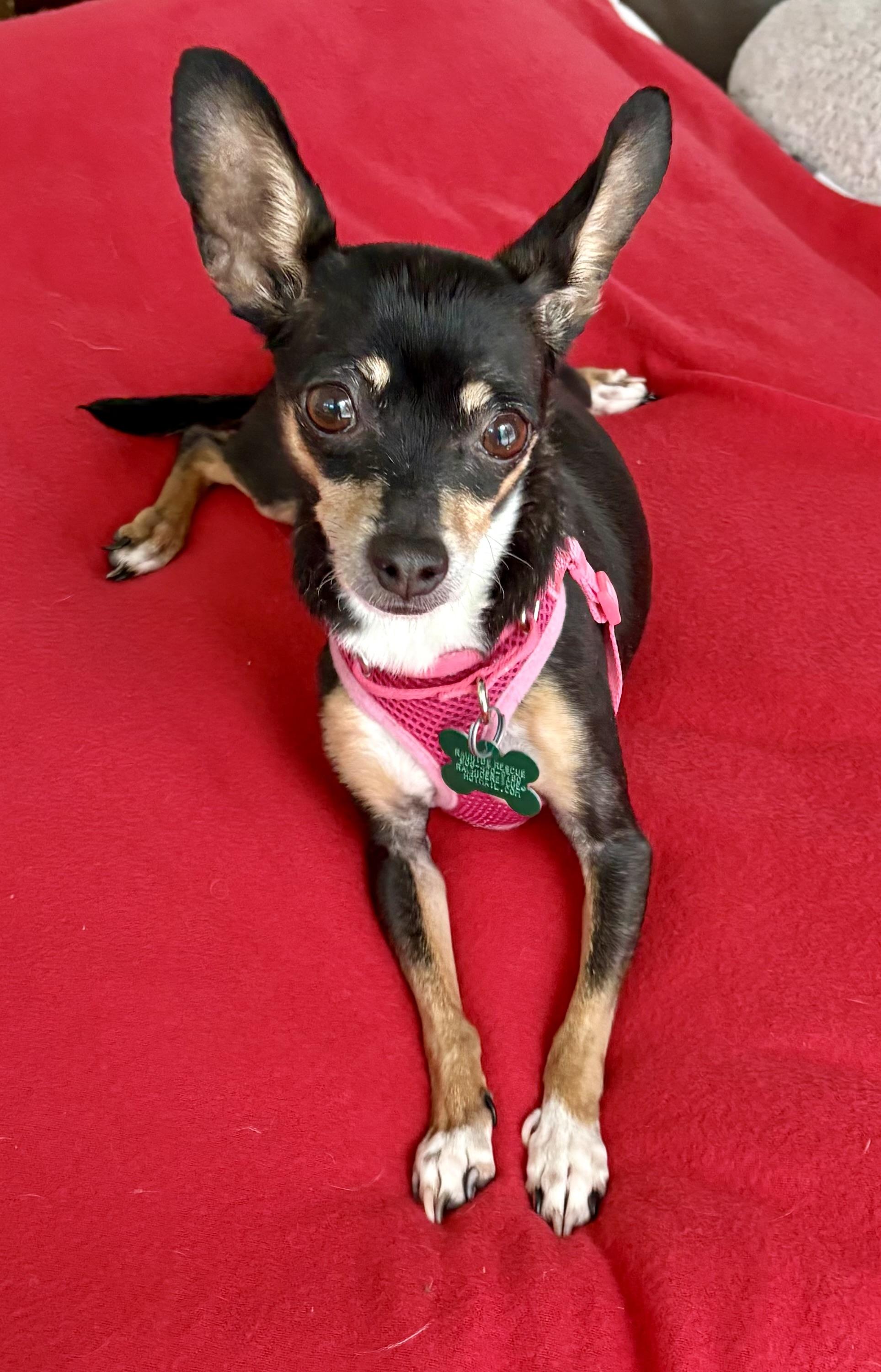 Piper, ADOPTABLE, Senior Female Miniature Pinscher & Chihuahua.