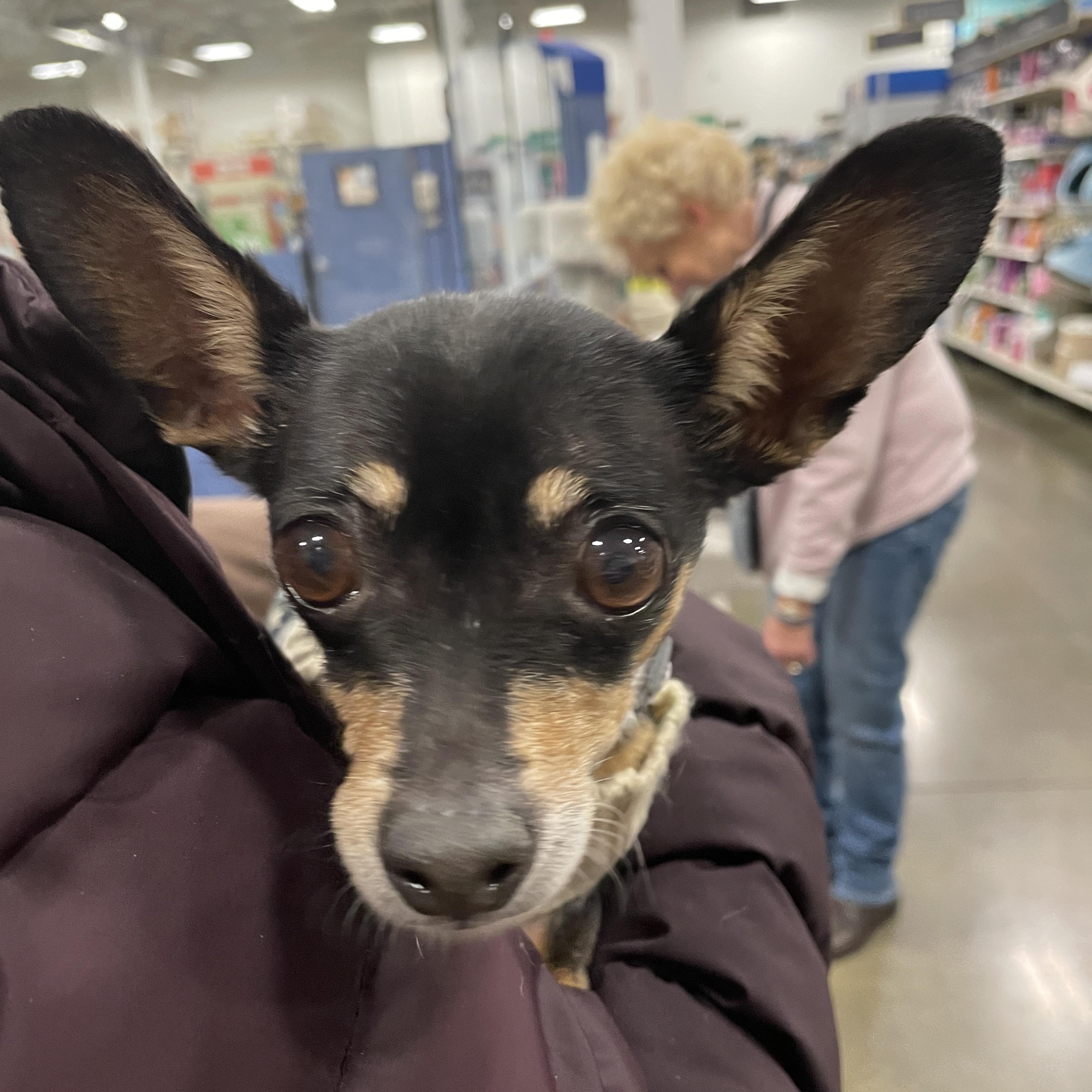 Piper, a ADOPTABLE mixed breed in Warren, NJ image 3/3