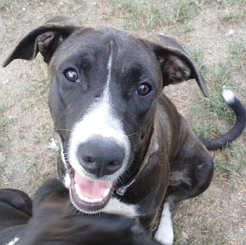 Enlarge Luna Luz, a Adoptable mixed breed in Fort Lupton, CO image 3/6