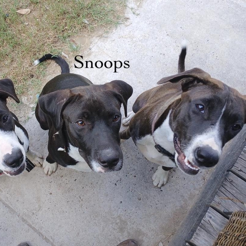 Enlarge Luna Luz, a Adoptable mixed breed in Fort Lupton, CO image 6/6