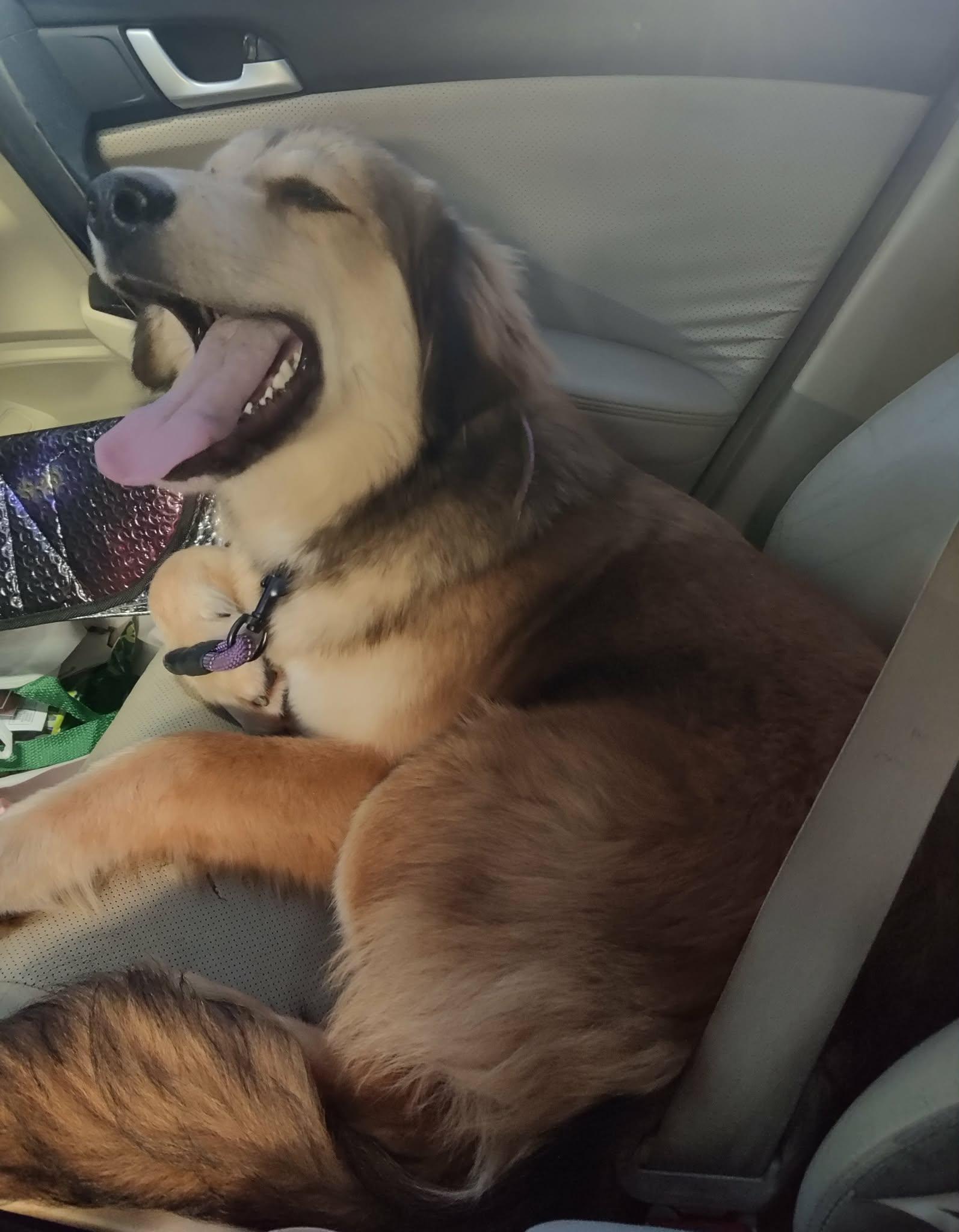 Enlarge Kita, a ADOPTABLE mixed breed in Kiowa, OK image 5/6