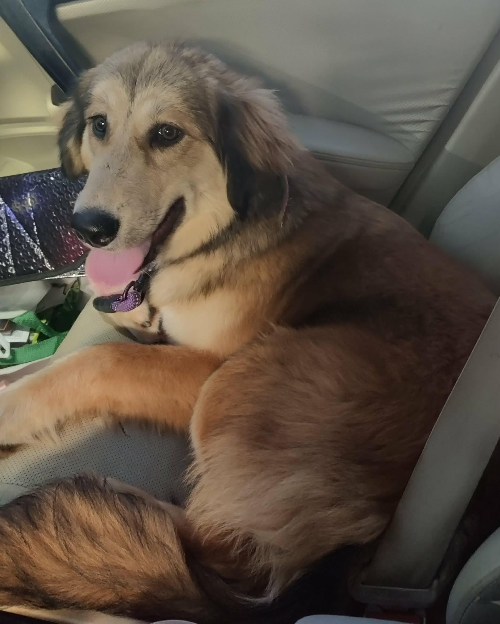 Kita, ADOPTABLE, Puppy Female Great Pyrenees.