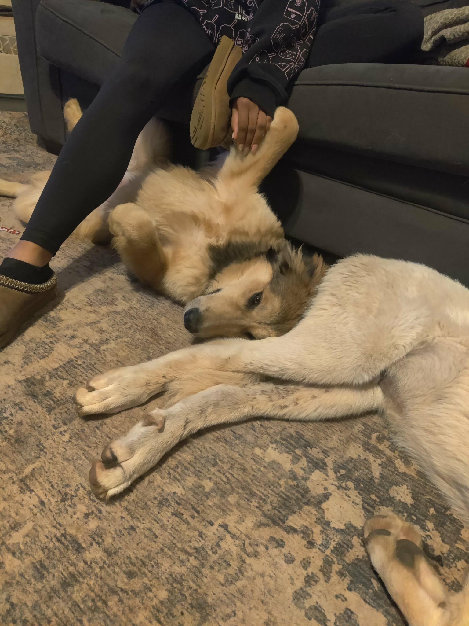 Enlarge Kita, a ADOPTABLE mixed breed in Kiowa, OK image 6/6