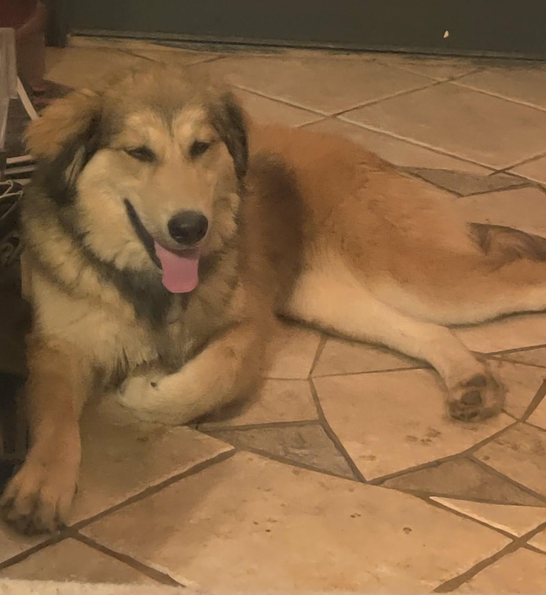 Enlarge Kita, a ADOPTABLE mixed breed in Kiowa, OK image 4/6