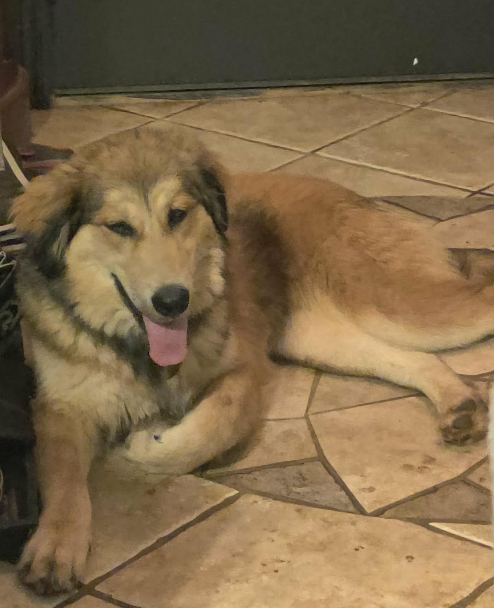 Enlarge Kita, a ADOPTABLE mixed breed in Kiowa, OK image 2/6