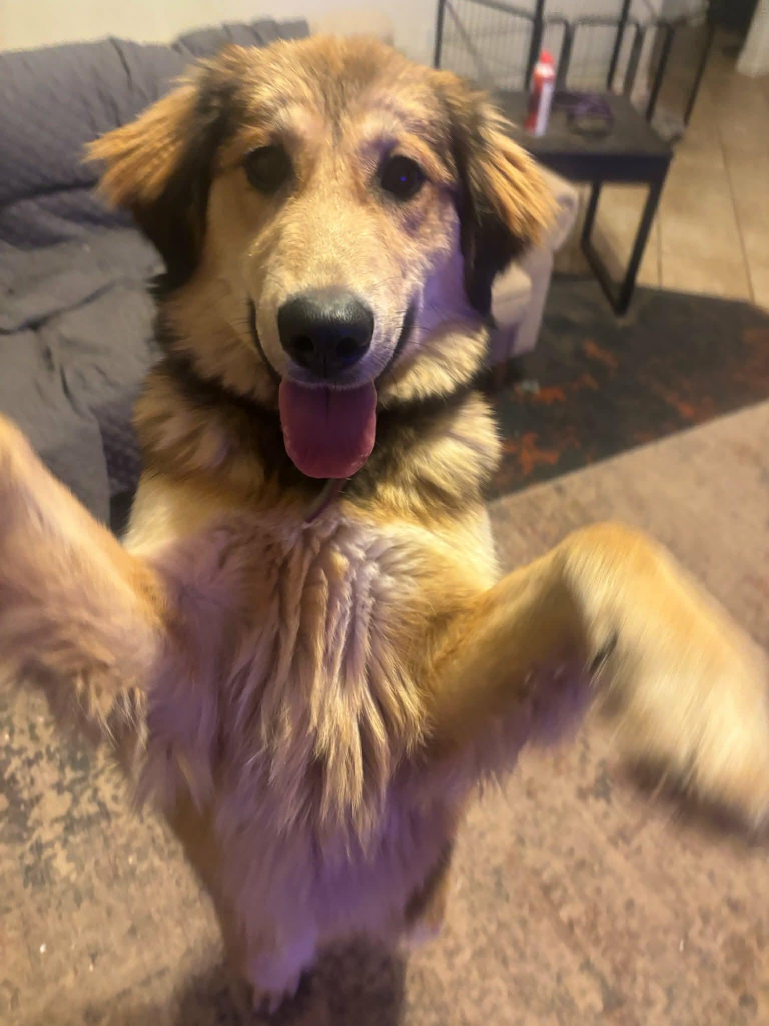 Enlarge Kita, a ADOPTABLE mixed breed in Kiowa, OK image 3/6