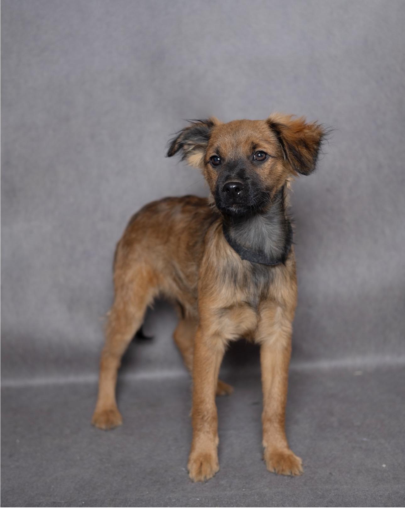 Choco, adopted, Young Male Mixed Breed.