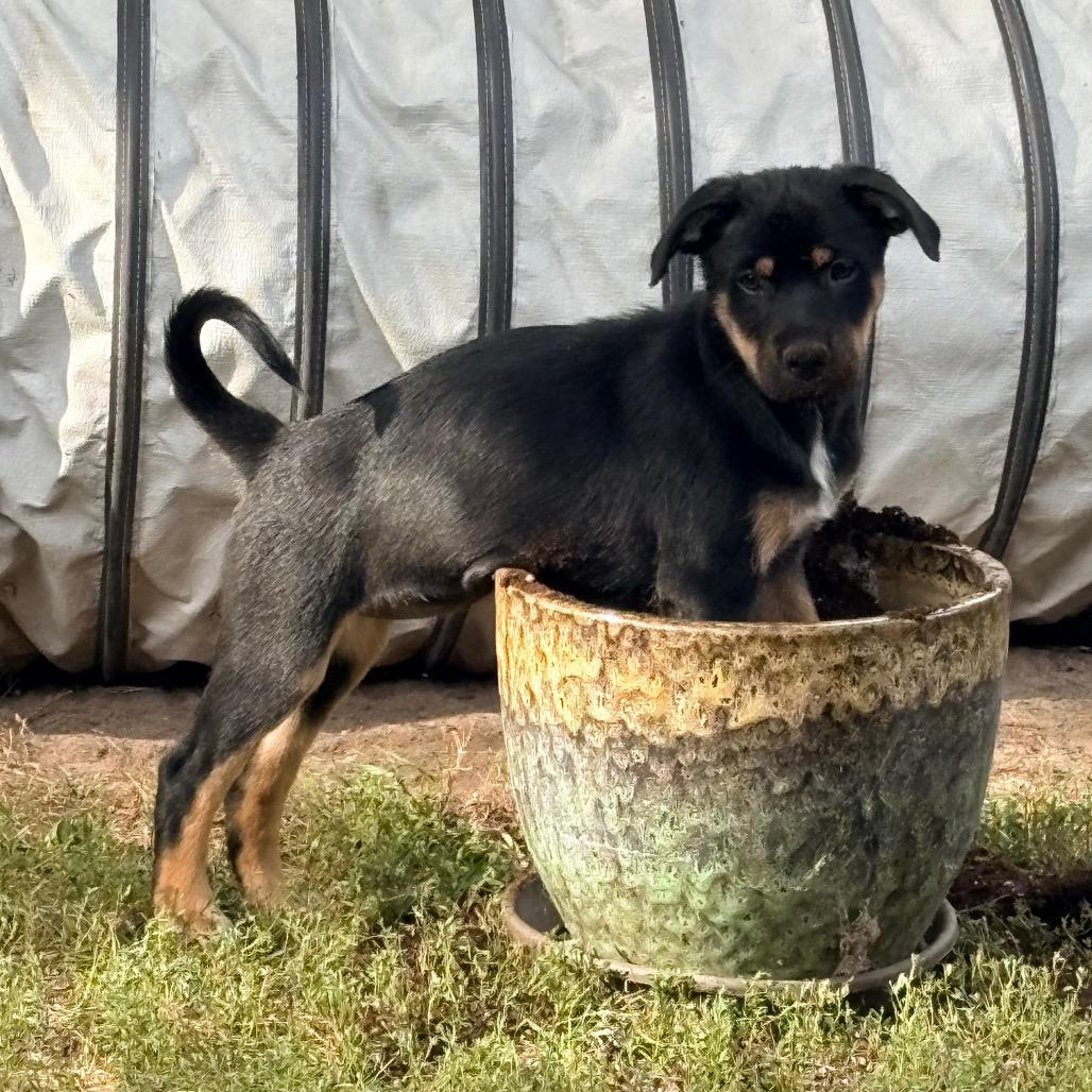 Penelope, Orange Collar, Adoptable, Puppy Female Australian Shepherd & Mixed Breed.