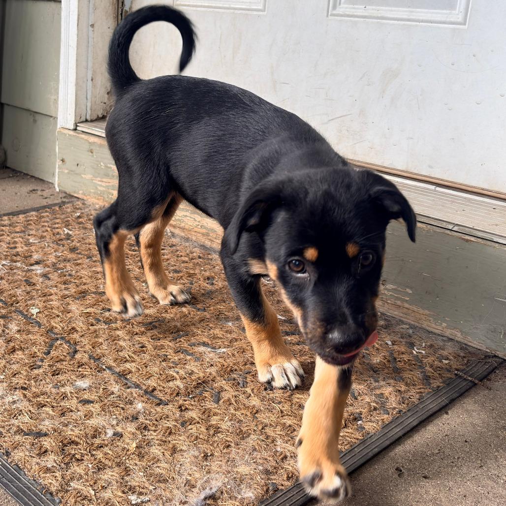 Enlarge Penelope, Orange Collar, a Adoptable mixed breed in Ada, MN image 2/4