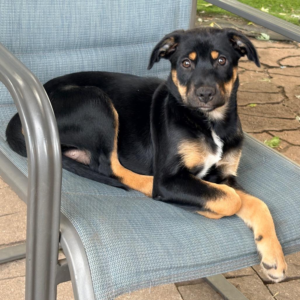 Enlarge Penelope, Orange Collar, a Adoptable mixed breed in Ada, MN image 3/4