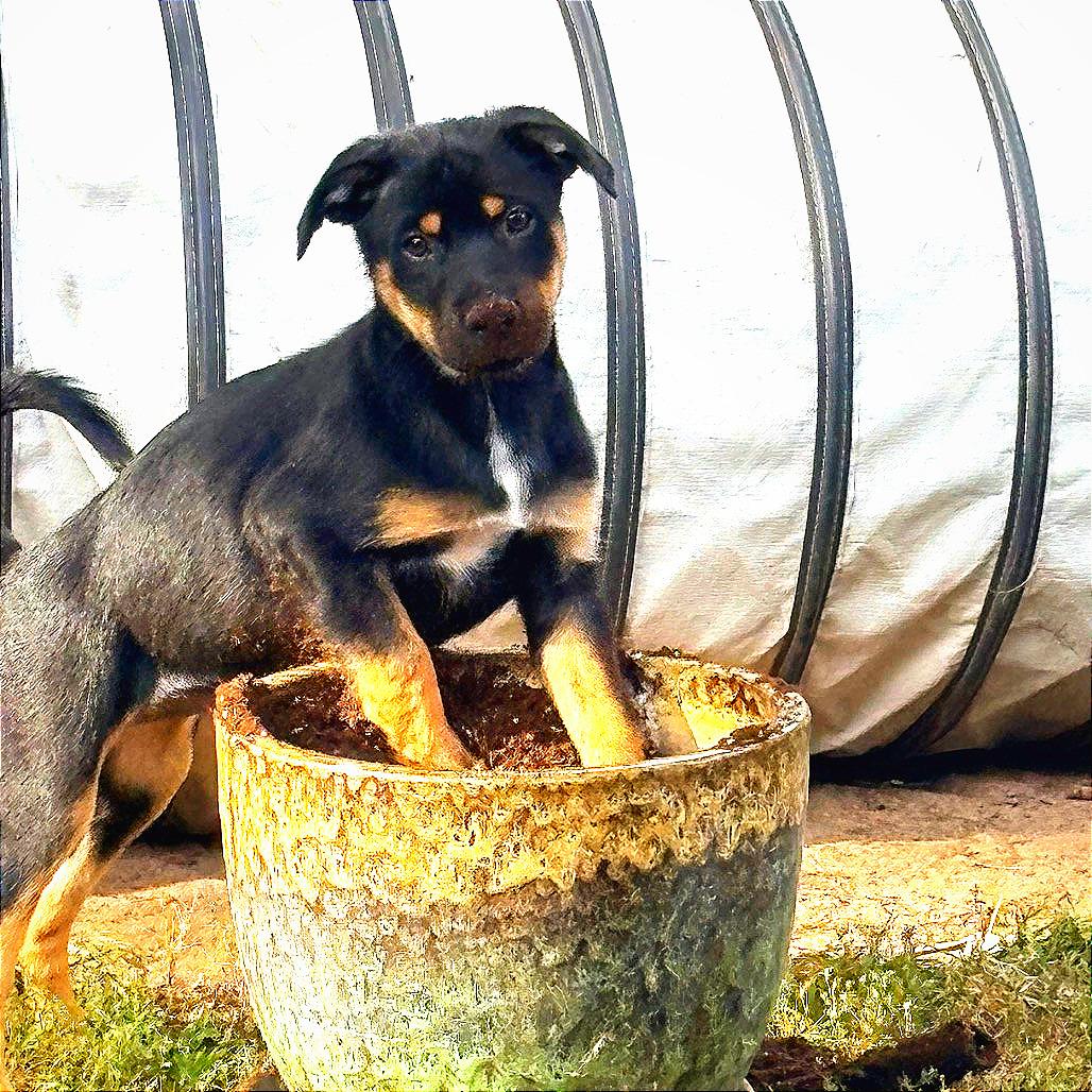 Enlarge Penelope, Orange Collar, a Adoptable mixed breed in Ada, MN image 4/4
