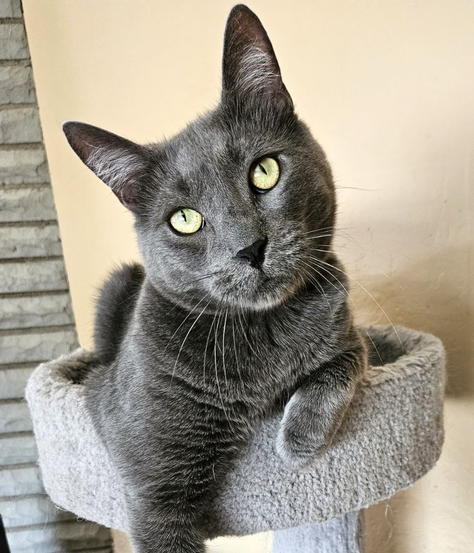 Huck & Finn, an adoptable Domestic Short Hair in Pittsburgh, PA, 15226 | Photo Image 2