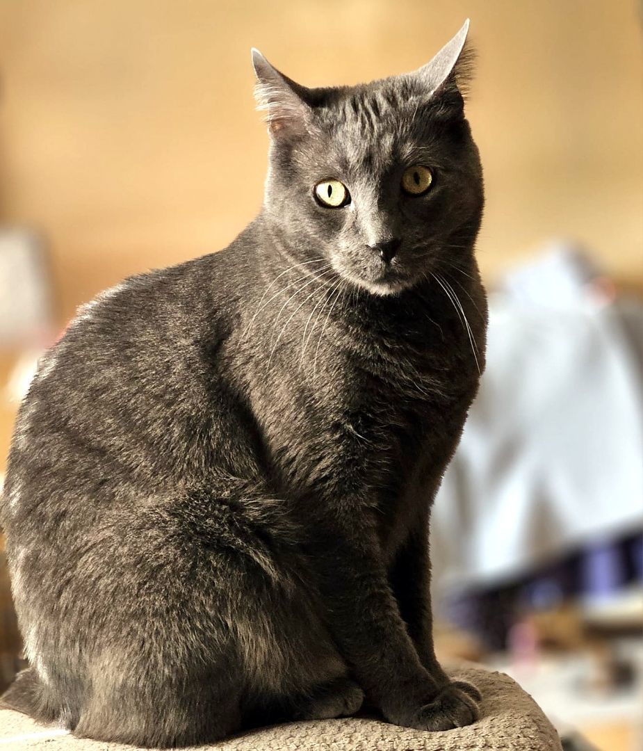 Huck & Finn, an adoptable Domestic Short Hair in Pittsburgh, PA, 15226 | Photo Image 5