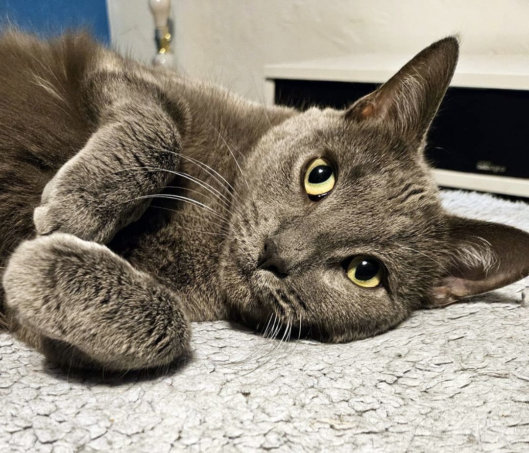 Huck & Finn, an adoptable Domestic Short Hair in Pittsburgh, PA, 15226 | Photo Image 6
