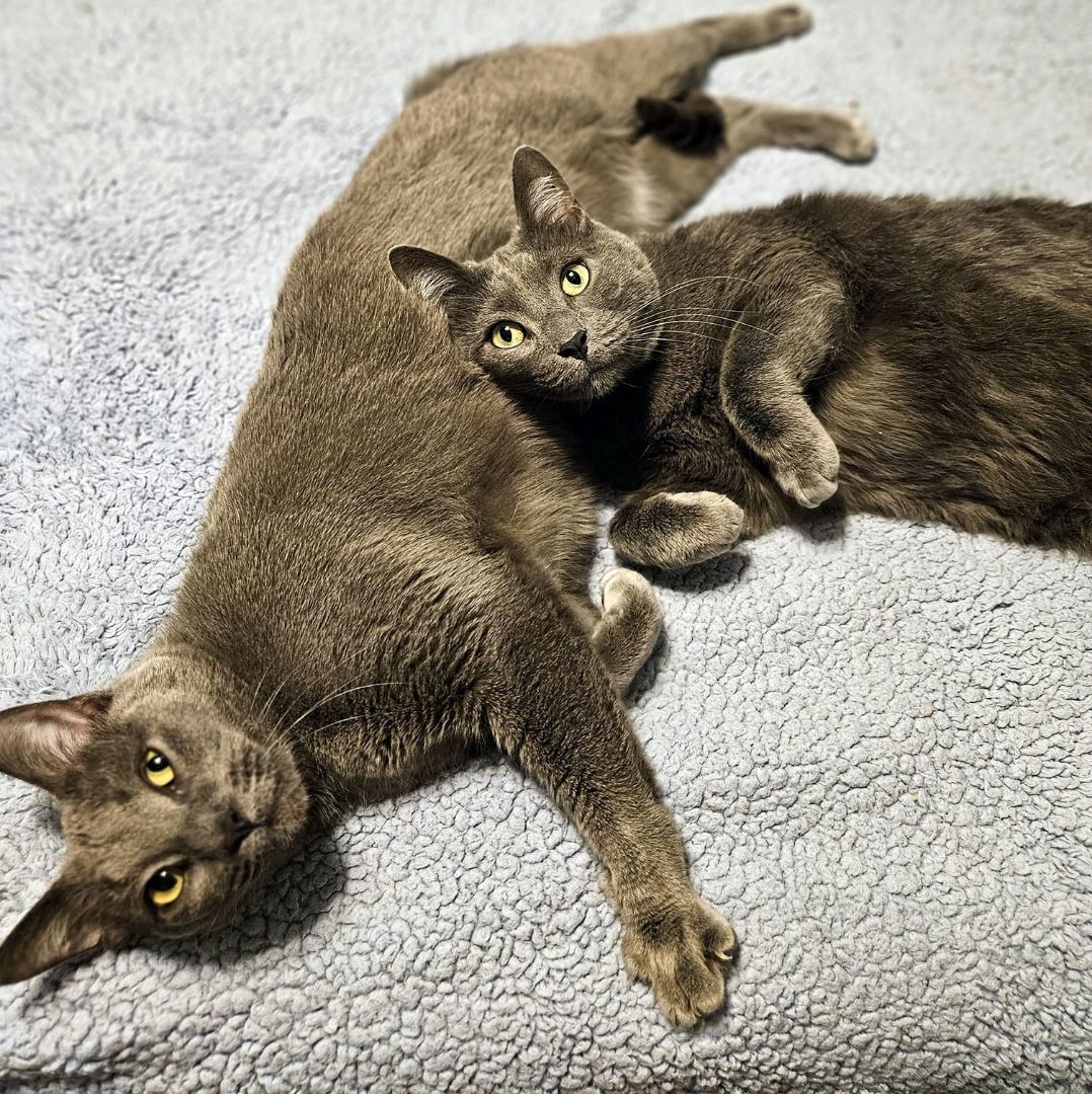 Huck & Finn, an adoptable Domestic Short Hair in Pittsburgh, PA, 15226 | Photo Image 4