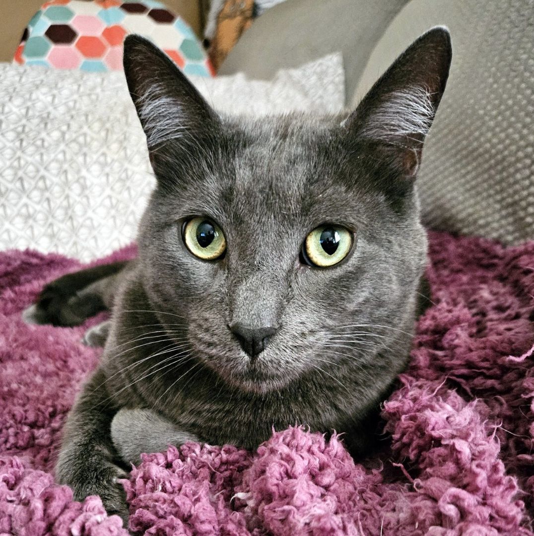 Huck & Finn, an adoptable Domestic Short Hair in Pittsburgh, PA, 15226 | Photo Image 3