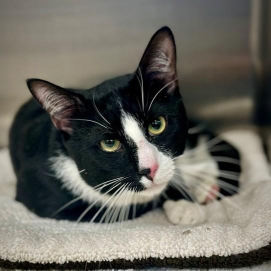 Mawbry- #50273, ADOPTABLE, Adult Male Domestic Short Hair.