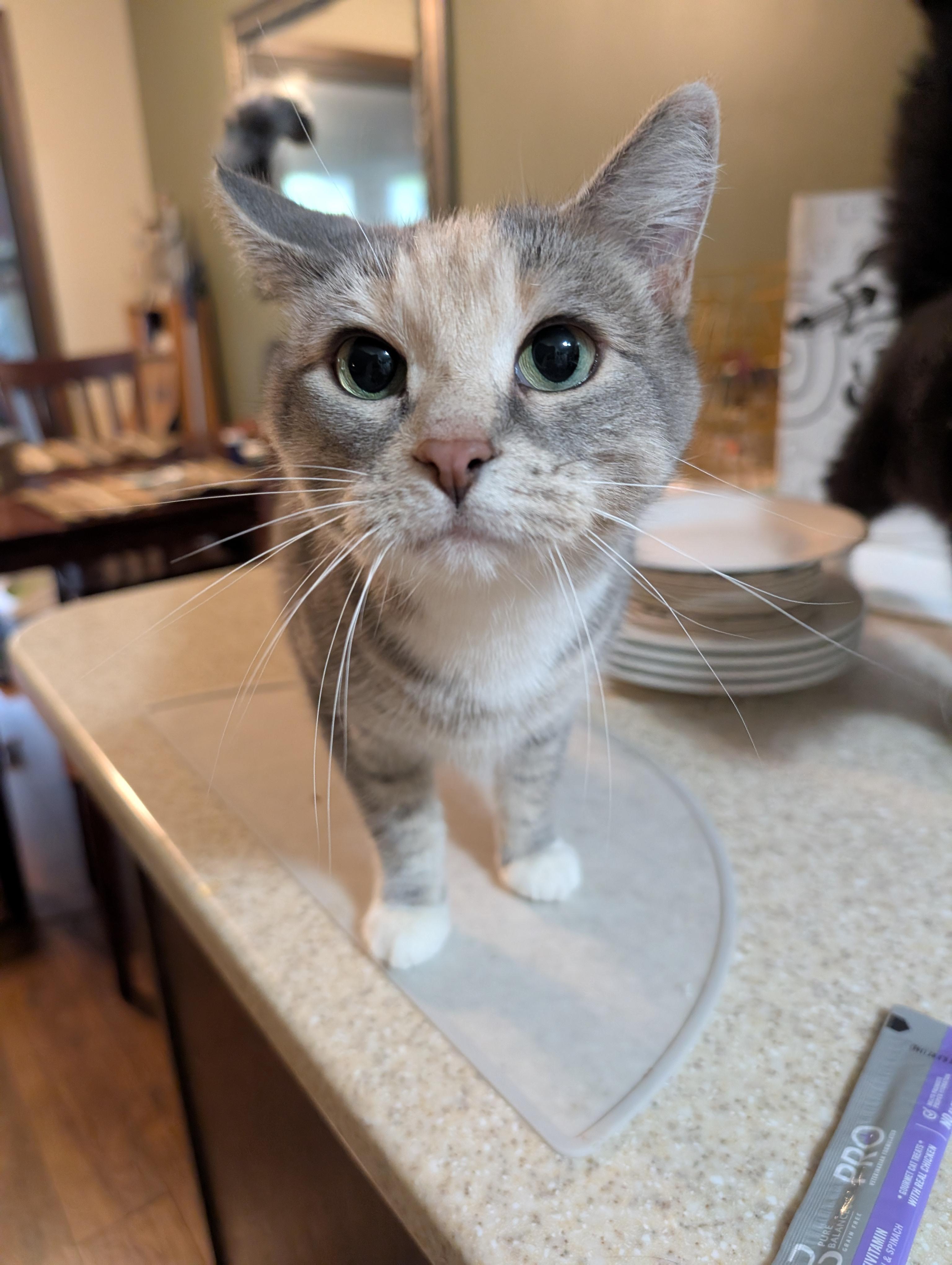 Enlarge Leaf, a Adoptable Domestic Short Hair in Blaine, MN image 1/1