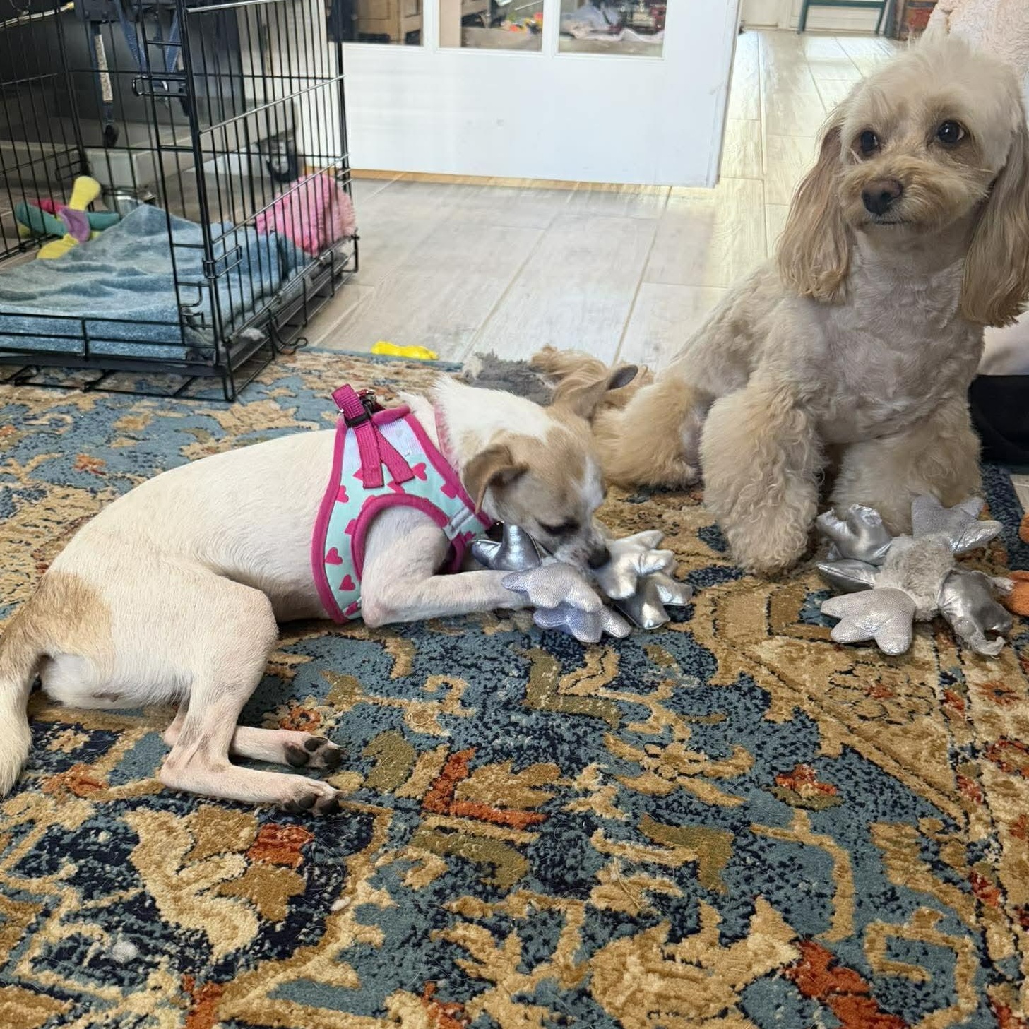 Enlarge Polly Pocket *10 pound chi-mix sweetheart*, a Adoptable mixed breed in Riverview, FL image 2/6