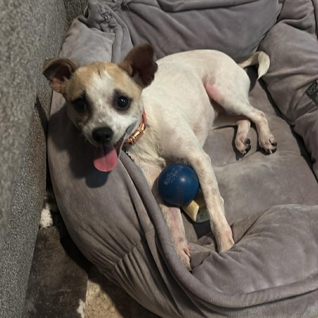 Enlarge Polly Pocket *10 pound chi-mix sweetheart*, a Adoptable mixed breed in Riverview, FL image 5/6