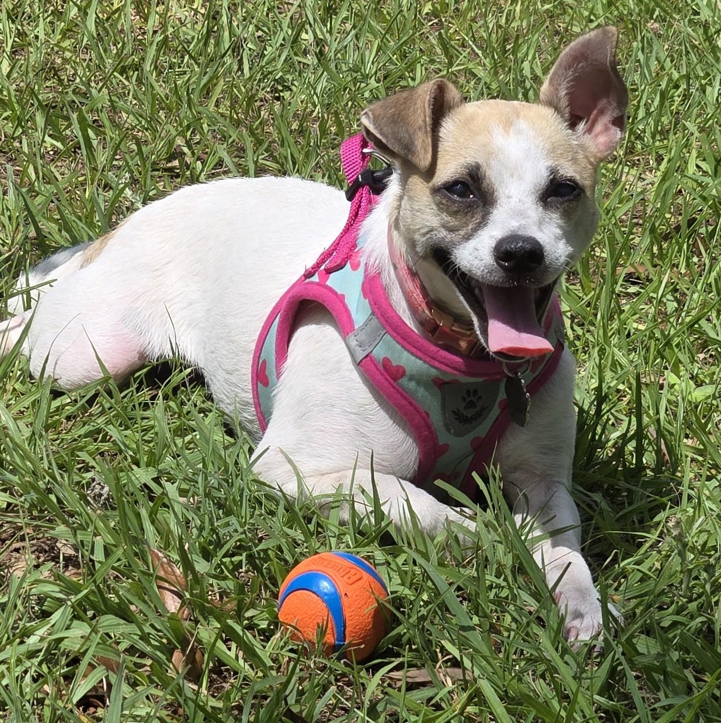 Polly Pocket *10 pound chi-mix sweetheart*, an adopted mixed breed in Riverview, FL image 2/6