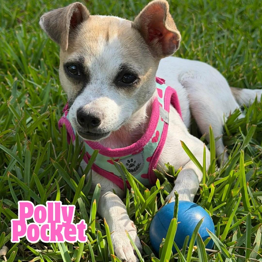 Polly Pocket *10 pound chi-mix sweetheart*, Adoptable, Young Female Chihuahua & Rat Terrier.