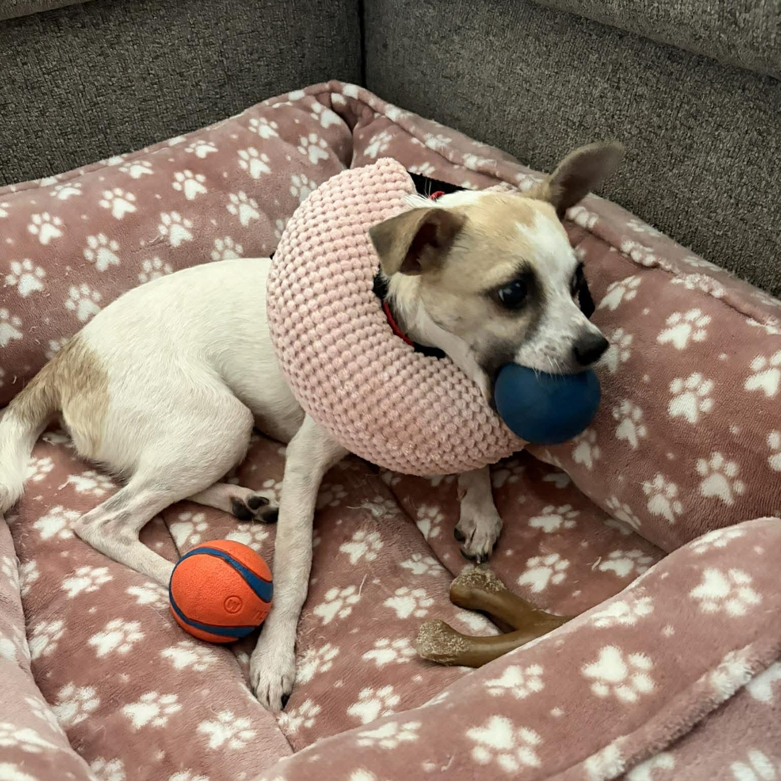 Enlarge Polly Pocket *10 pound chi-mix sweetheart*, a Adoptable mixed breed in Riverview, FL image 6/6