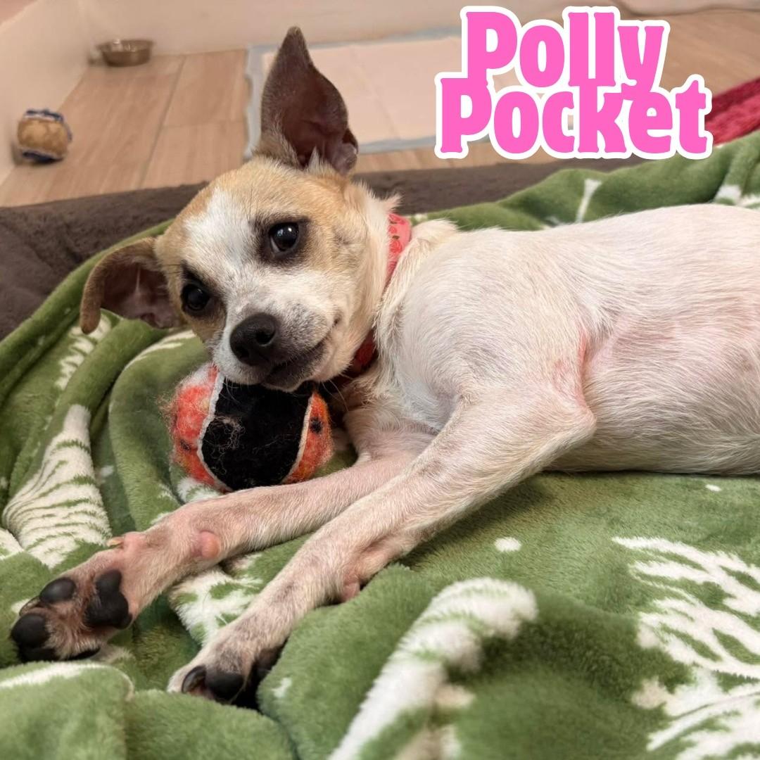 Enlarge Polly Pocket *10 pound chi-mix sweetheart*, a Adoptable mixed breed in Riverview, FL image 1/6