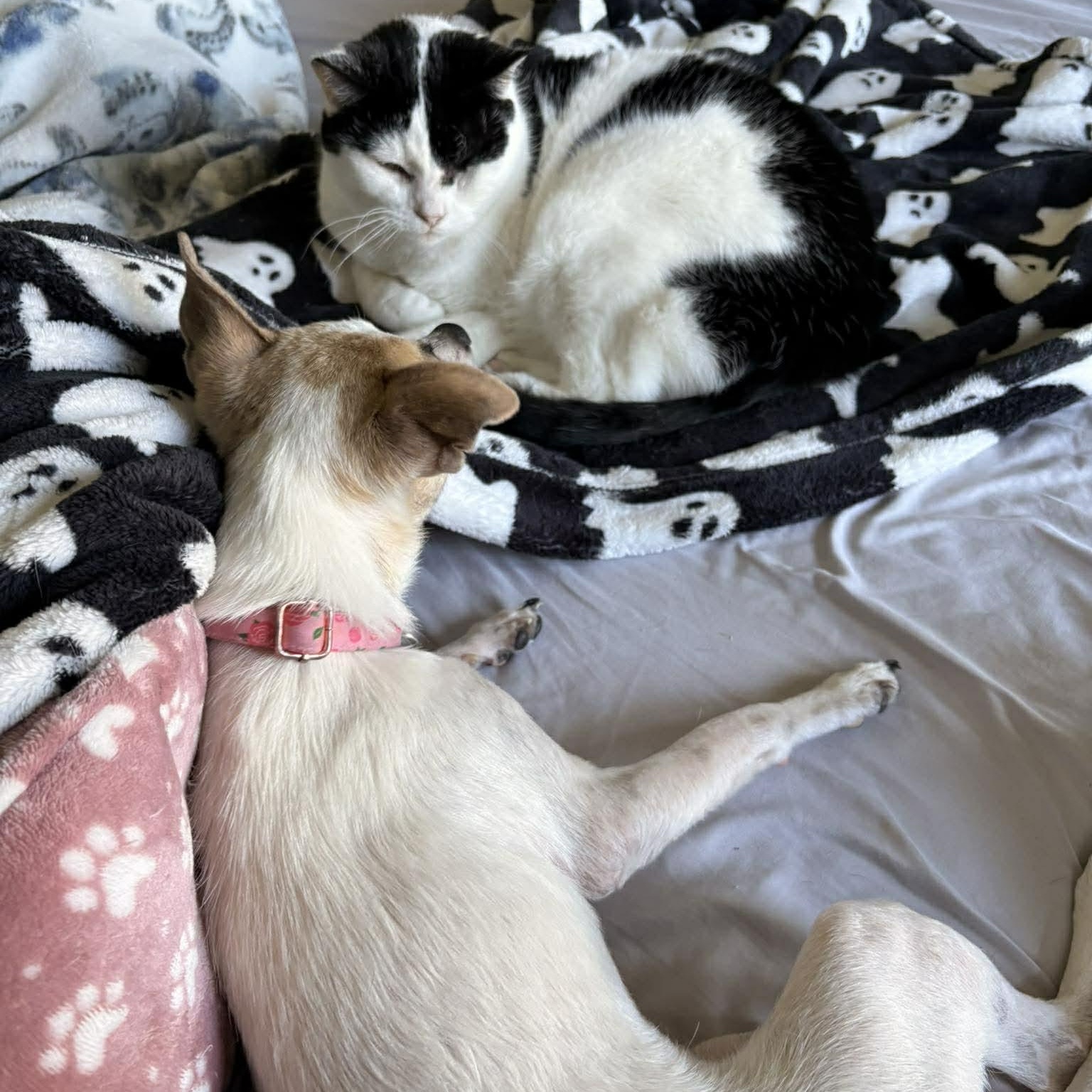 Enlarge Polly Pocket *10 pound chi-mix sweetheart*, a Adoptable mixed breed in Riverview, FL image 4/6