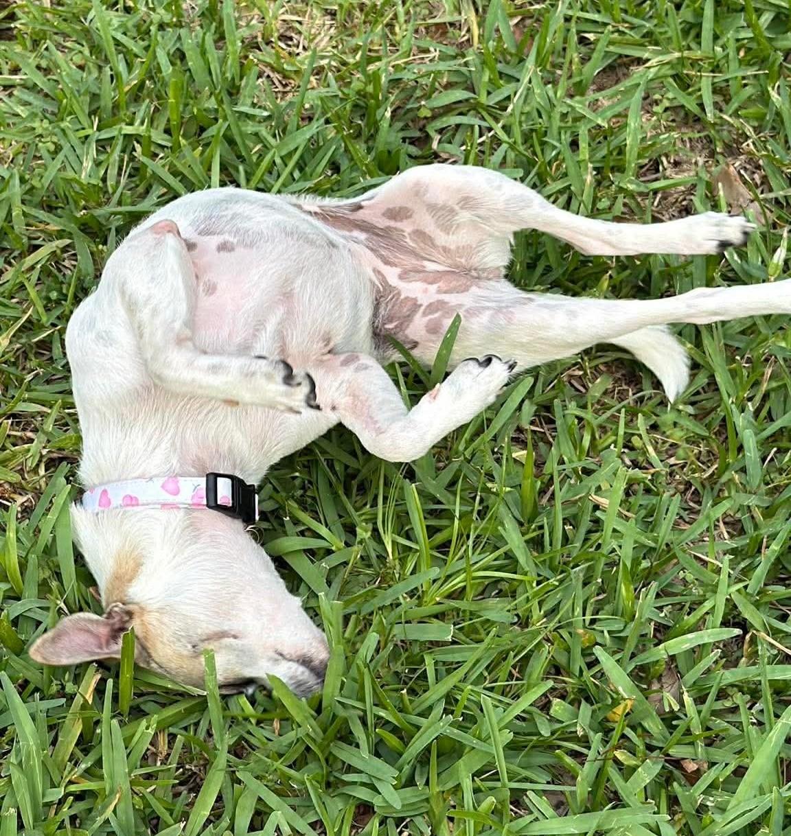 Polly Pocket *10 pound chi-mix sweetheart*, an adopted mixed breed in Riverview, FL image 5/6