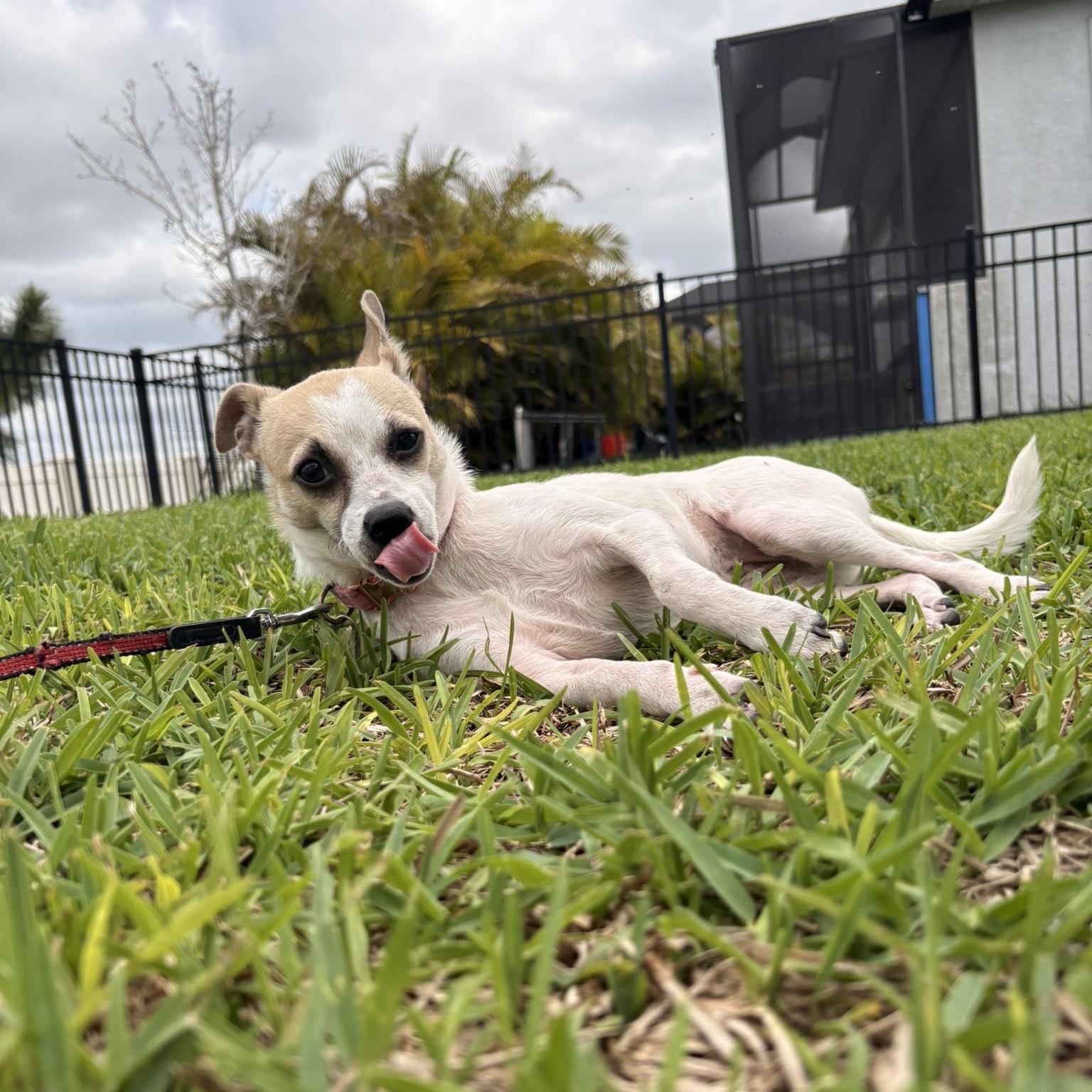 Enlarge Polly Pocket *10 pound chi-mix sweetheart*, a Adoptable mixed breed in Riverview, FL image 3/6