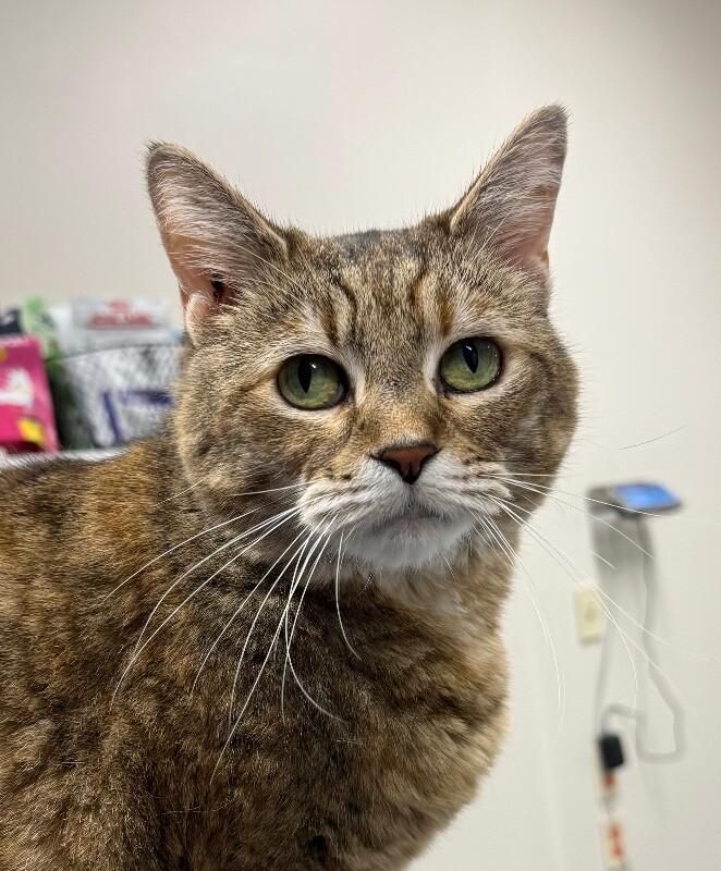 Jasmine, Adoptable, Adult Female Domestic Short Hair.