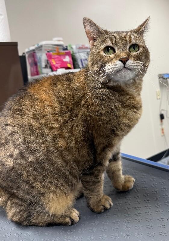 Enlarge Jasmine, a Adoptable Domestic Short Hair in Yankton, SD image 2/3