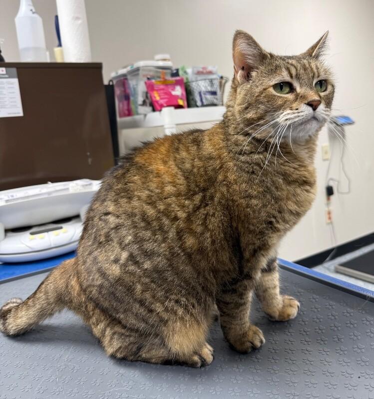 Enlarge Jasmine, a Adoptable Domestic Short Hair in Yankton, SD image 3/3