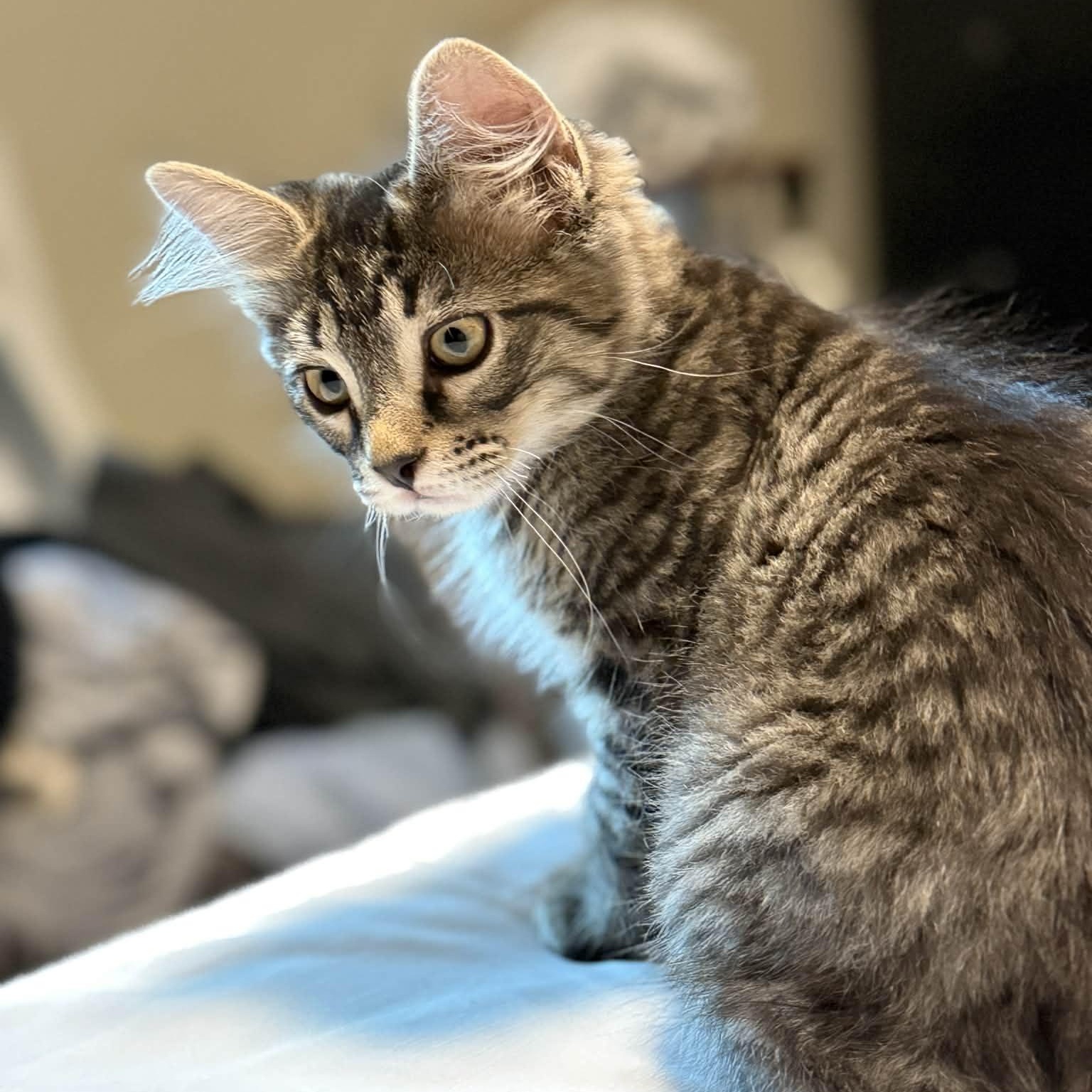 Enlarge Ronald, an adopted mixed breed in Beloit, OH image 4/4