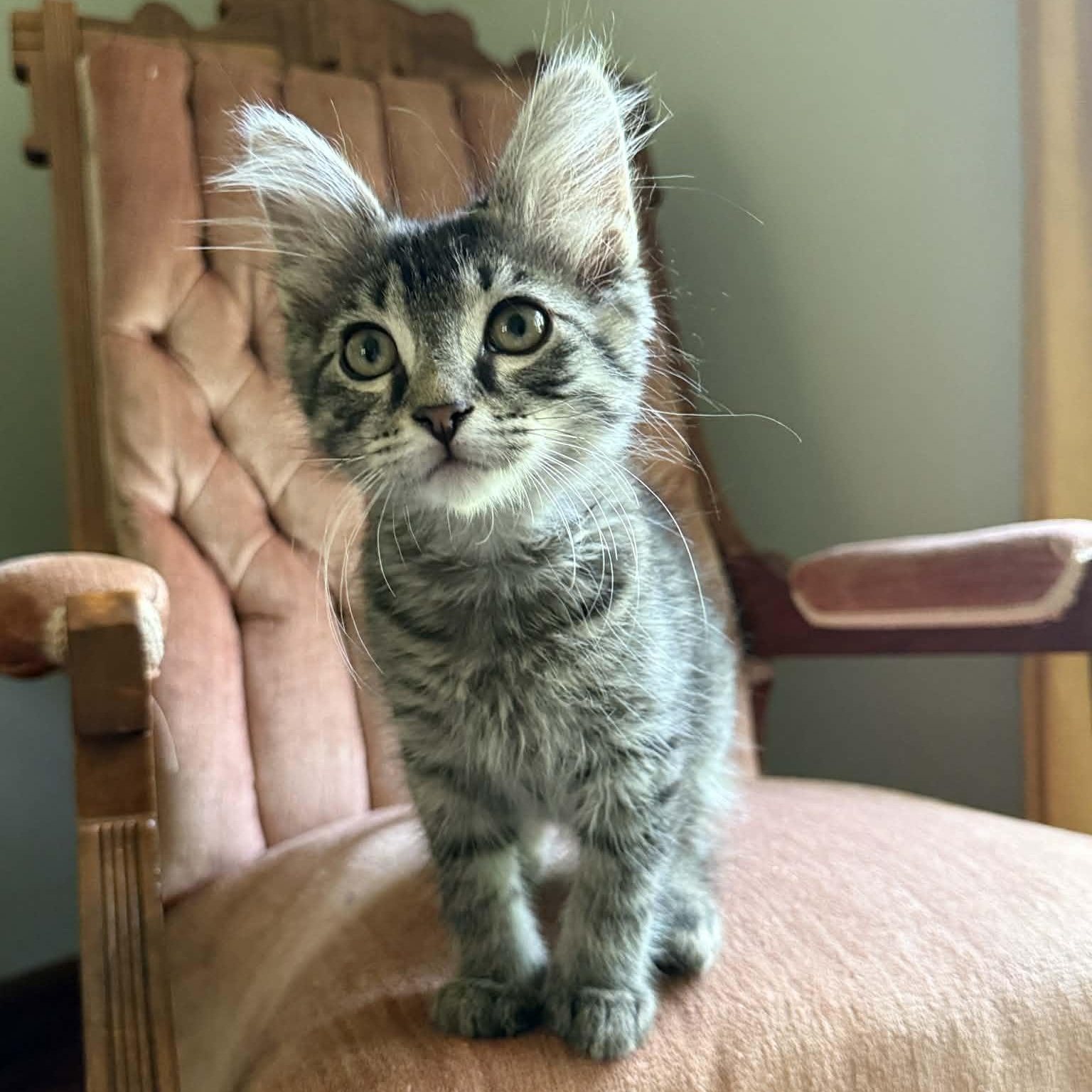 Enlarge Ronald, an adopted mixed breed in Beloit, OH image 1/4